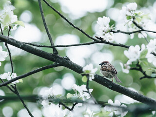 乌克兰、冠状病毒肺炎和ATT战争：市场低迷分析
